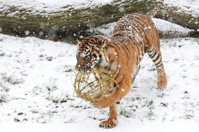 Vanoce ZOO Praha